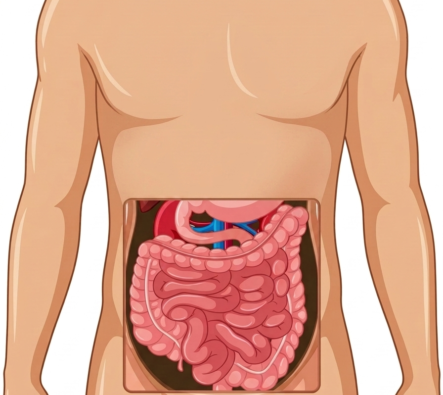 Illustration of the abdominal digestive organs